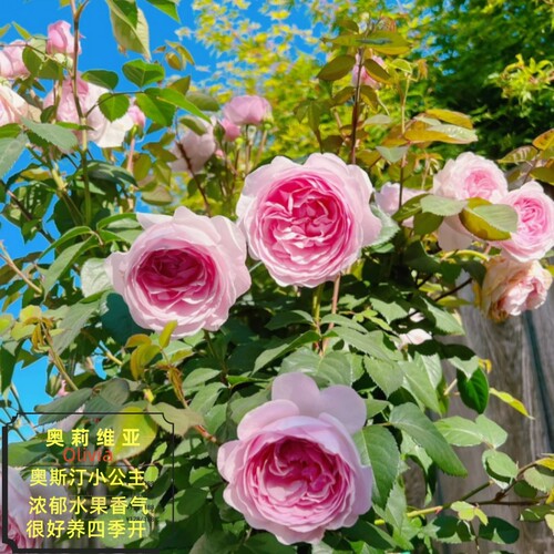 奥莉薇亚oliva奥斯汀玫瑰月季花苗大花浓香多头四季开花阳台庭院