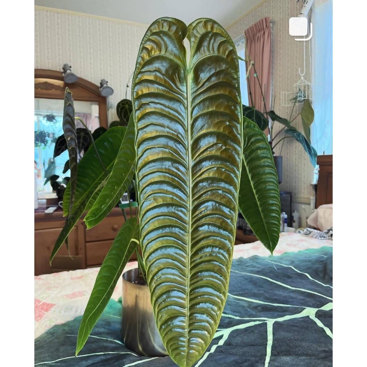 极密火鹤王火鹤后海芋绿植Anthurium veitchii 花烛观叶热植盆栽