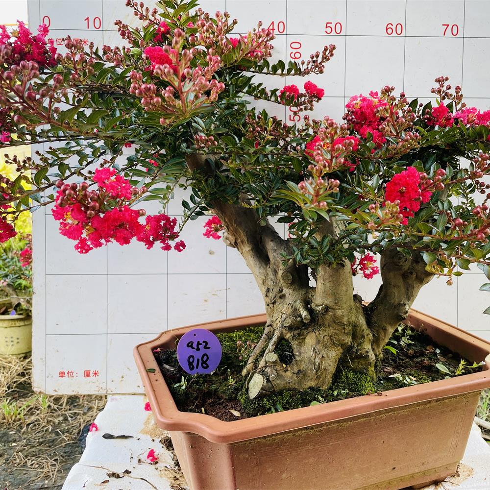 树桩盆景红花金紫薇桌面造型盆栽办公室绿植阳台花卉紫薇树苗