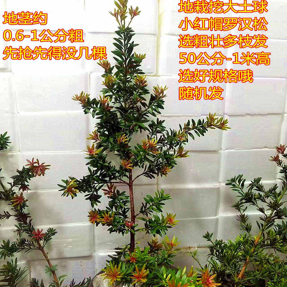 地栽小红帽红宝石罗汉松盆景小叶红芽金彩松绿植造型盆栽名贵树苗