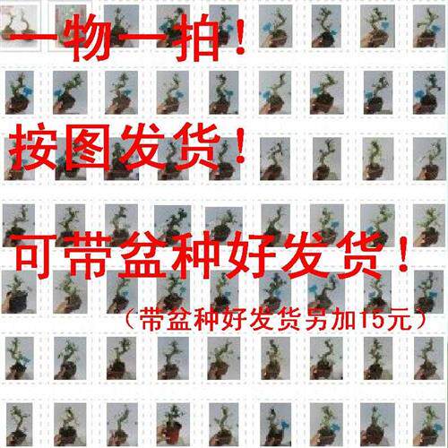 精品小叶女贞盆景树桩造型