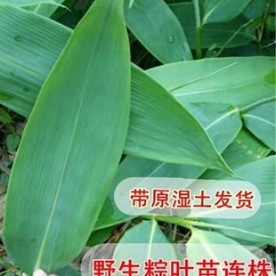 正宗野生粽叶苗箬叶苗高寮叶阔叶竹苗带土球盆栽四季常青苗现挖