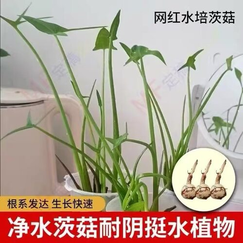 慈姑种苗茨菇种球慈菇水培茨菰阳台净化水质鱼缸造景水草水生植物