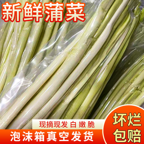 淮安去壳蒲菜新鲜蔬菜现摘去壳