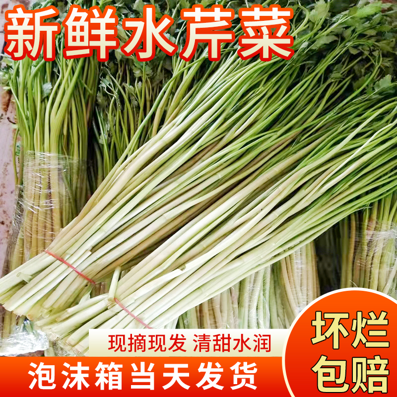 品质新鲜水芹菜现摘现发