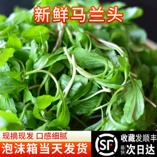 马兰头新鲜蔬菜苏北农家自种鸡毛菜顺丰 山坡菜鸡儿肠 时令当季 包邮