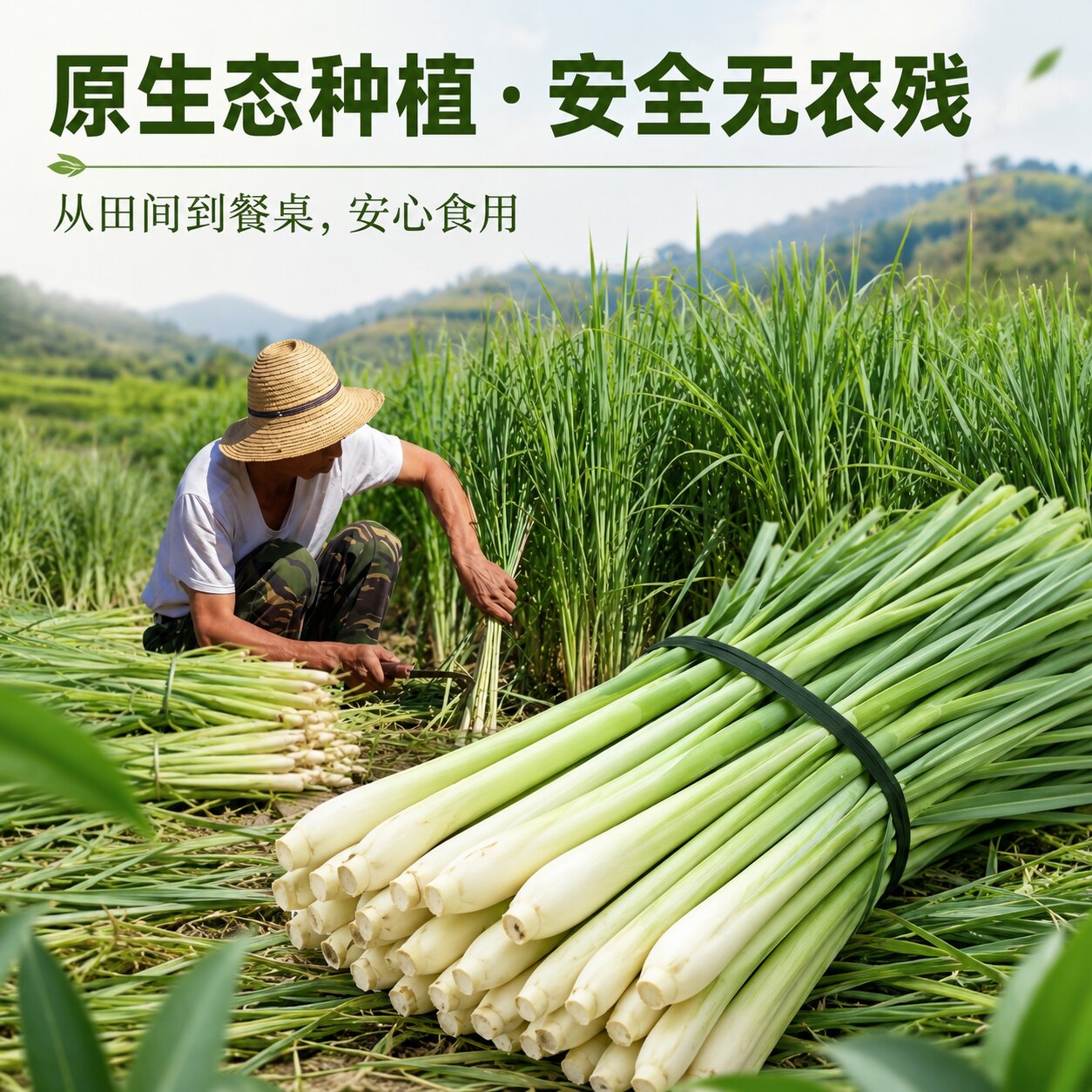 香茅草新鲜香料柠檬草鲜香茅商用农家自种时令当季蔬菜食用野菜