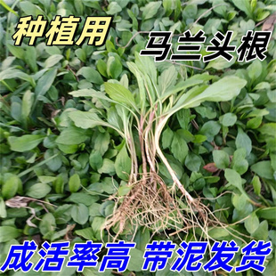 马兰头根苗新鲜苏北农家自种蔬菜当季红根马兰头苗马兰头种子马兰