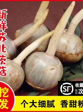 苏北茨菇新鲜时令蔬菜江苏白慈姑小茨菇现挖茨菰非云南牙菇白栗菜