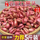 葱类红葱头新鲜蔬菜葱头葱头种本地小葱葱头种四季 小香葱火葱头葱