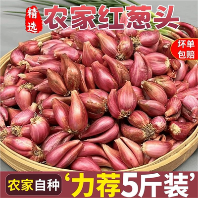 本地小葱葱头种四季小香葱