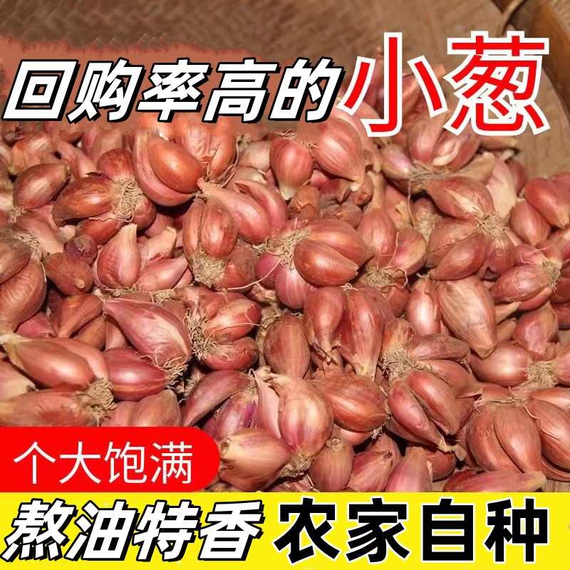 四川正宗本地红葱头火葱香葱