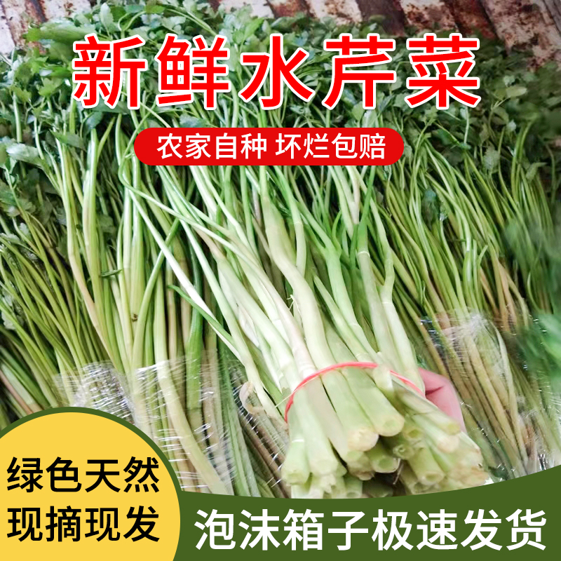 苏北水芹菜新鲜蔬菜农家野芹菜现摘现发少见时令无节水菜顺丰包邮