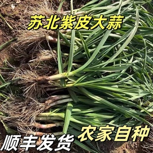 顺丰苏北蒜苗新鲜大蒜青蒜大蒜叶蔬菜当季农家自种时令红杆青大蒜