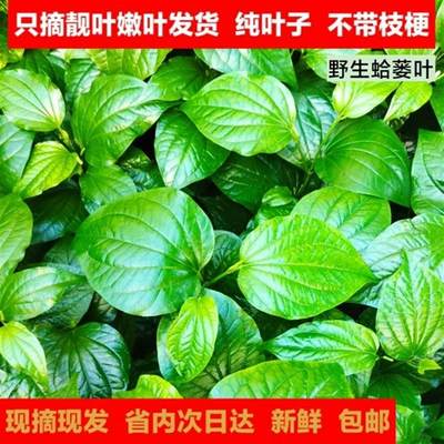 广东湛江野菜新鲜蛤蒌蛤蒌叶蛤篓叶山篓叶蛤捞叶假蒌叶哈喽叶急捞