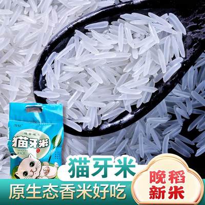 广西正宗猫牙米10斤上林香丝苗米煲仔饭新米长粒香米生态农家大米