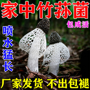 竹荪菌种菌菇种植包懒人栽培菌菇食用种植包阳台家庭装蘑菇可食用