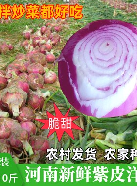 河南紫皮洋葱新鲜10斤水果蔬菜生吃脆甜农家种植农村小扁洋葱新鲜