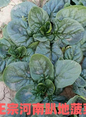 河南现挖蔬菜趴地菠菜新鲜矮脚土菠菜农村露天霜冻打红根新鲜波菜