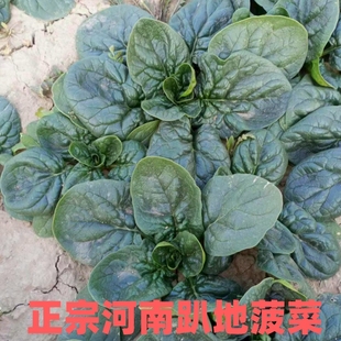 河南现挖蔬菜趴地菠菜新鲜矮脚土菠菜农村露天霜冻打红根新鲜波菜