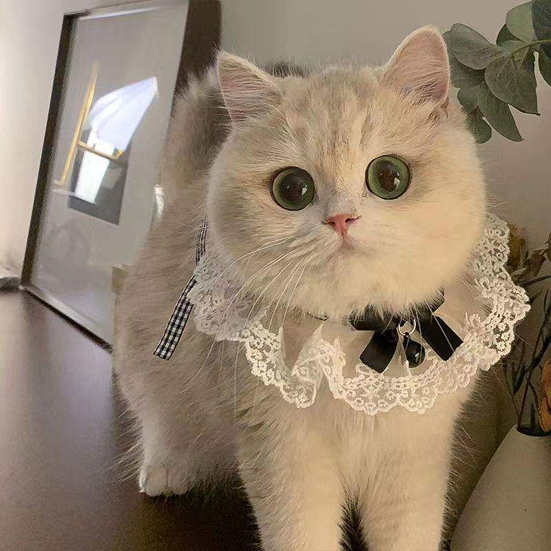 宠物围巾猫咪围脖网纱蝴蝶结可爱狗狗装饰品蕾丝项圈口水巾围兜