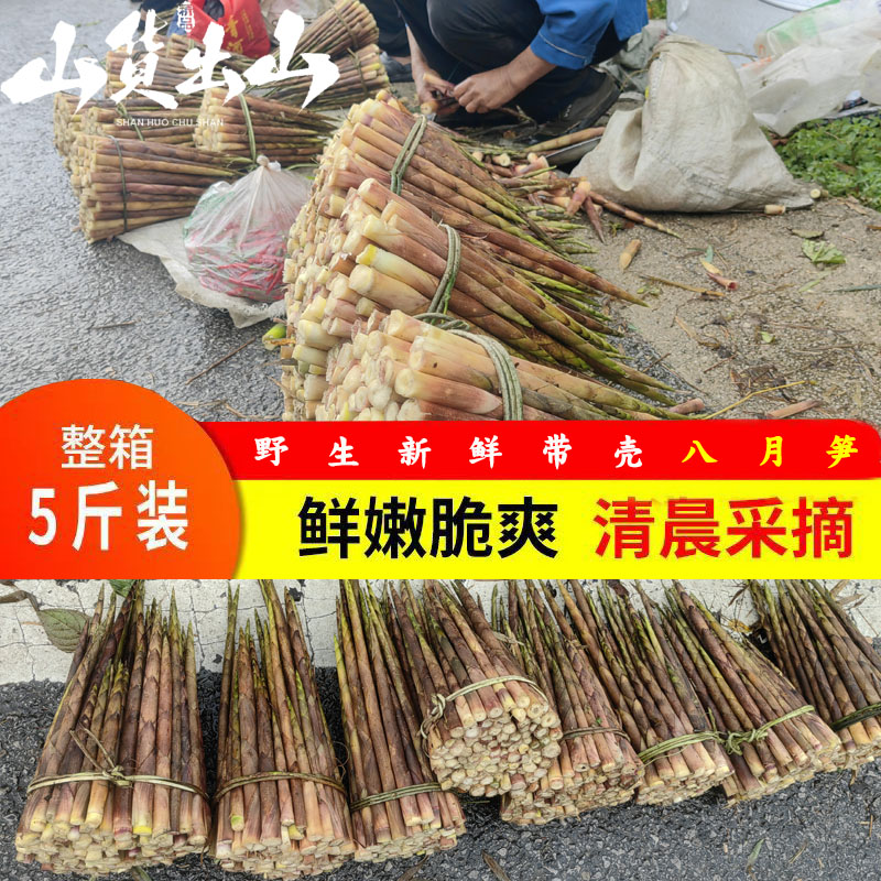 贵州八月笋新鲜采摘雷公山野生八月笋带壳发货刺竹笋冬笋小笋