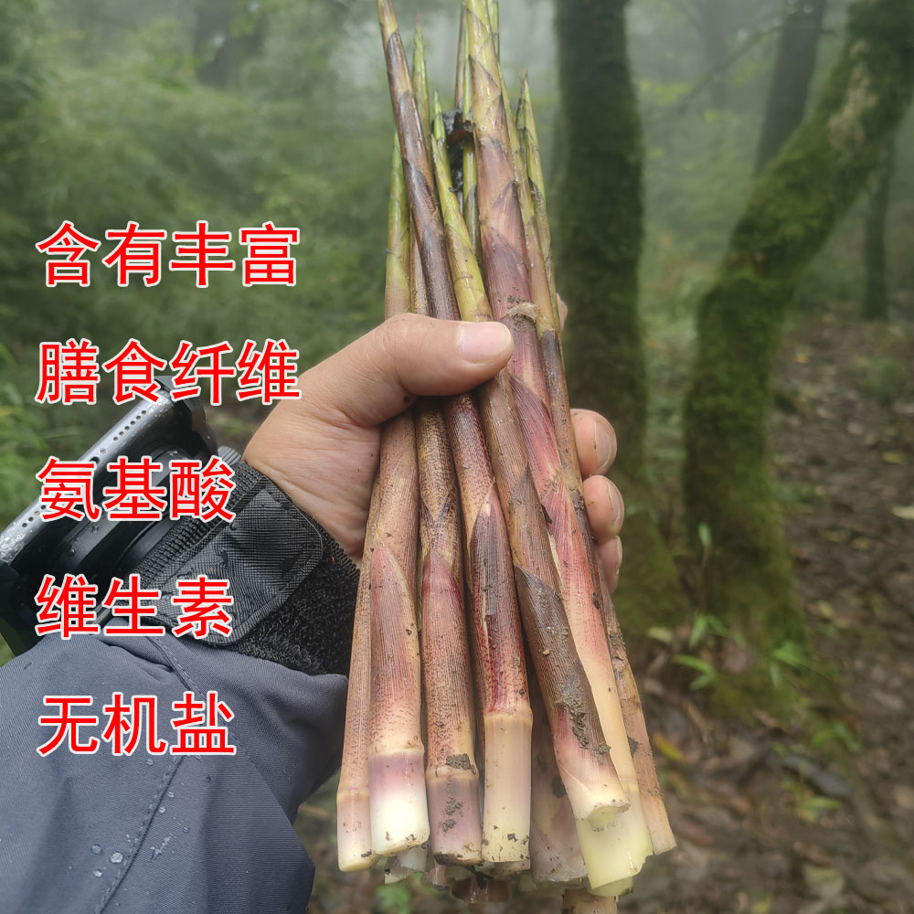 鲜笋嫩笋贵州新鲜小竹笋八月笋野生竹笋现挖蔬菜嫩尖带壳方竹笋