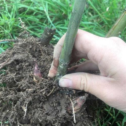 雷竹苗种雷公竹早园竹水竹花竹黄杆竹毛竹楠竹子根鞭芽食用笋竹苗 鲜花速递/花卉仿真/绿植园艺 红掌/凤梨/温室花卉 原图主图