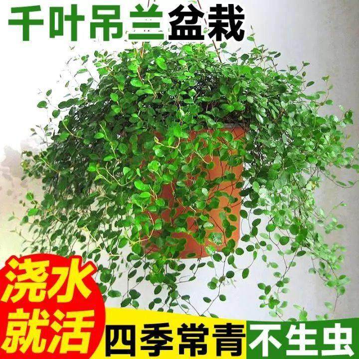 千叶吊兰盆栽不怕冷不怕热地栽盆栽,鲜花速递/花卉仿真/绿植园艺,时令草本花卉,淘宝优惠券,粉丝福利购,淘宝优惠卷