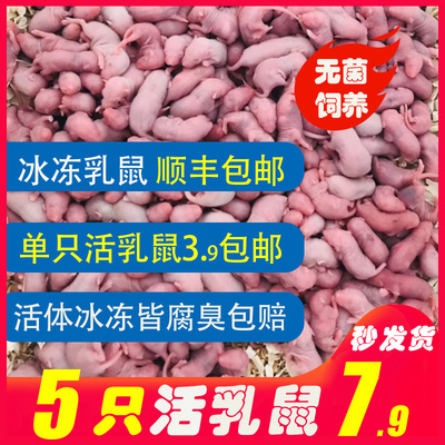 乳鼠活小白鼠活体冰冻粉皮红白霜成体繁殖组爬宠饲料宠物喂猫幼鼠