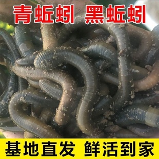 包邮活体蚯蚓钓黄鳝青蚯蚓鲜活黑蚯蚓活饵松土特大臭蚯蚓鱼饵诱饵