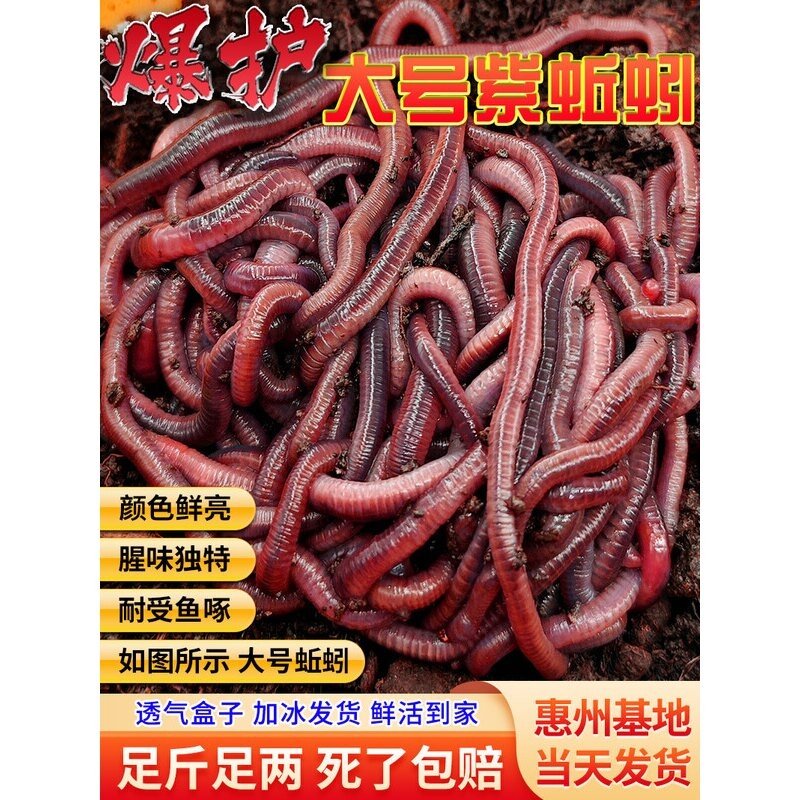 蚯蚓活饵活体 鲜活钓鱼饵料 大红虫活蚯蚓野钓广东垂钓龟蛇宠物料,户外/登山/野营/旅行用品,活饵/谷麦饵等饵料,淘宝优惠券,粉丝福利购,淘宝优惠卷