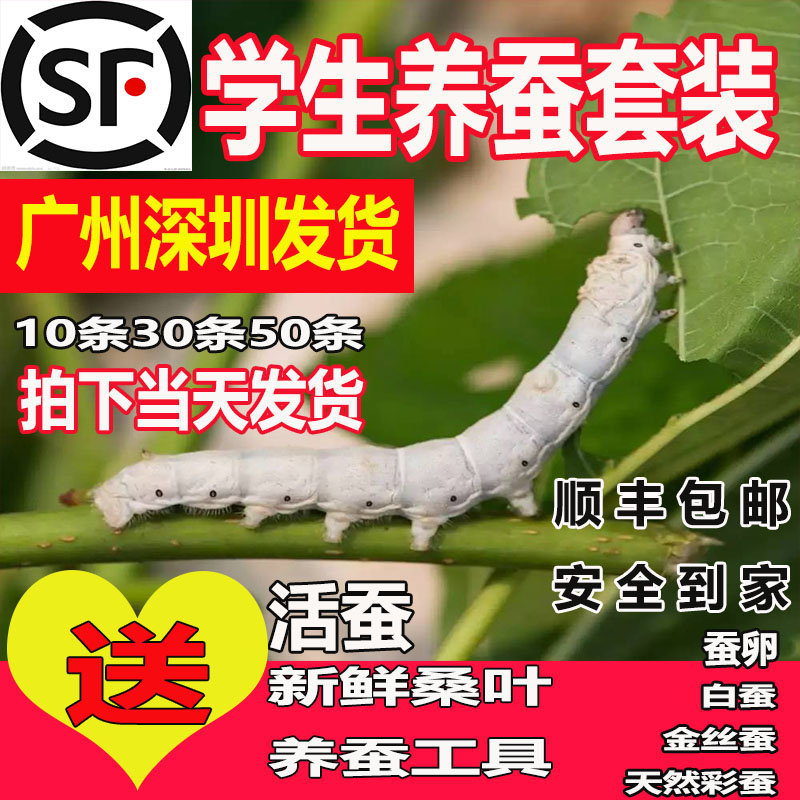 蚕宝宝活体幼虫蚕子蚕卵蚕种嫩桑蚕宝宝