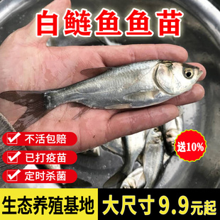 白鲢鱼苗白莲鱼鲢鳙水鲢跳淡水食用养殖冷水观赏鱼苗活体小鱼苗