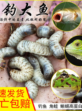 蛴螬活虫野钓黑坑海钓活体鱼饵老母虫大白虫白星花金龟幼虫地狗子