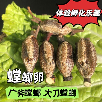 宠物螳螂广斧螳螂儿童教学卵鞘中华大刀刺花兰花魔花枯叶菱背螳螂