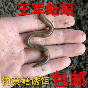 黑蚯蚓活体青蚯蚓鲜活臭蚯蚓黄鳝特大紫蚯蚓松土大蚯蚯地龙活饵