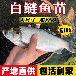 优质大白鲢鱼苗鲢鳙淡水养殖大头鱼四大家鱼白条鱼活体跳鲢鳊鱼苗