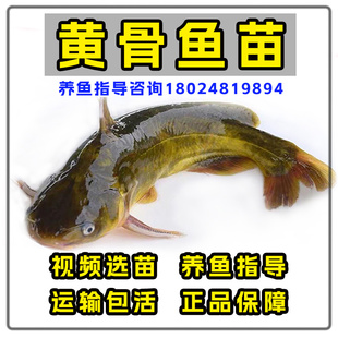 包活黄骨鱼苗杂交黄辣丁鱼苗鲜活鲫鱼苗草鱼苗黄颡鱼大头花鲢鲤鱼