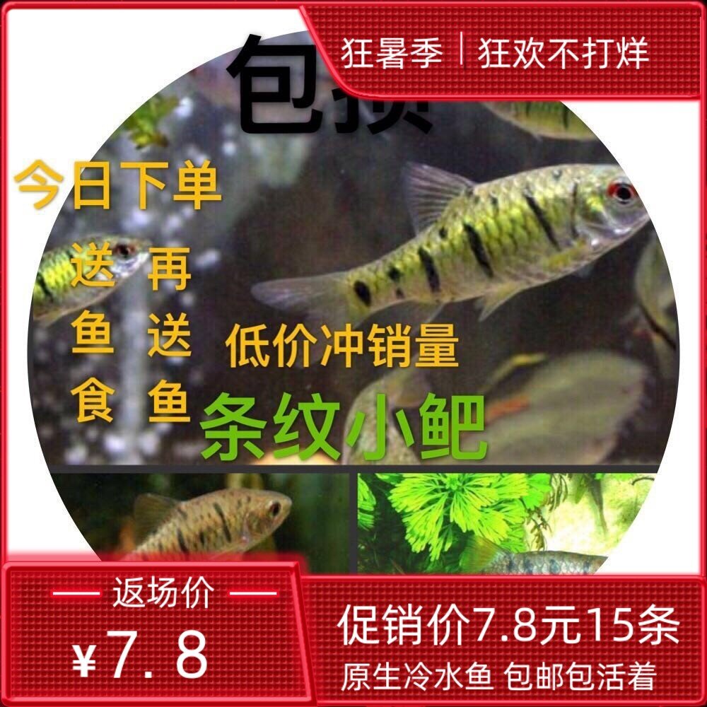 中国斗鱼伴侣条纹小鲃活体二须鲃耐寒冷水原生鱼溪流鱼群游观赏鱼