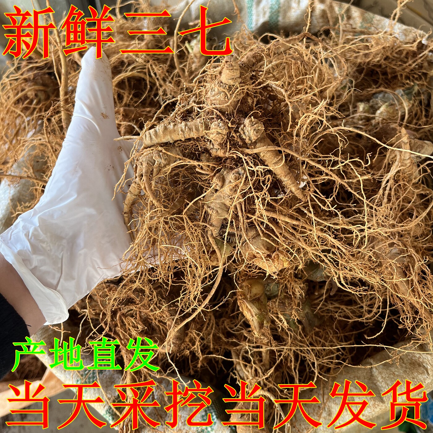 当天采挖新鲜文山三七根茎500g