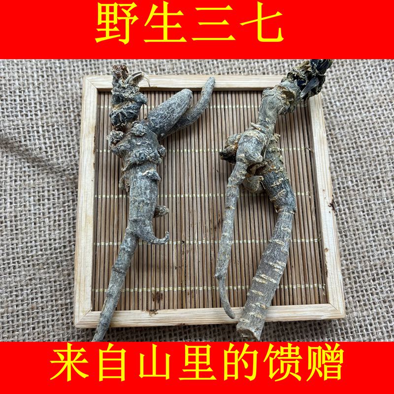 云南文山深山采挖野生三七