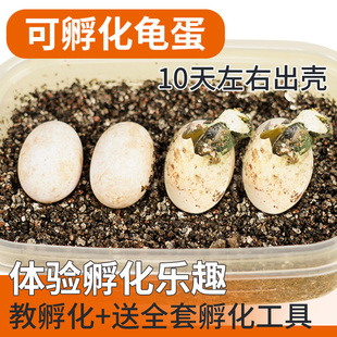 宠尚天乌龟蛋可孵化学生儿童小宠物龟中华草龟巴西龟活物受精蛋