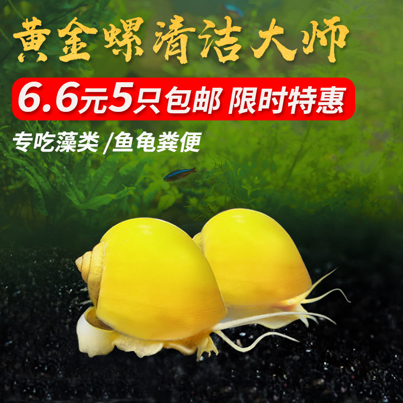黄金螺淡水观赏螺活体清洁螺除藻清苔工具螺苹果螺不加温吃鱼龟便