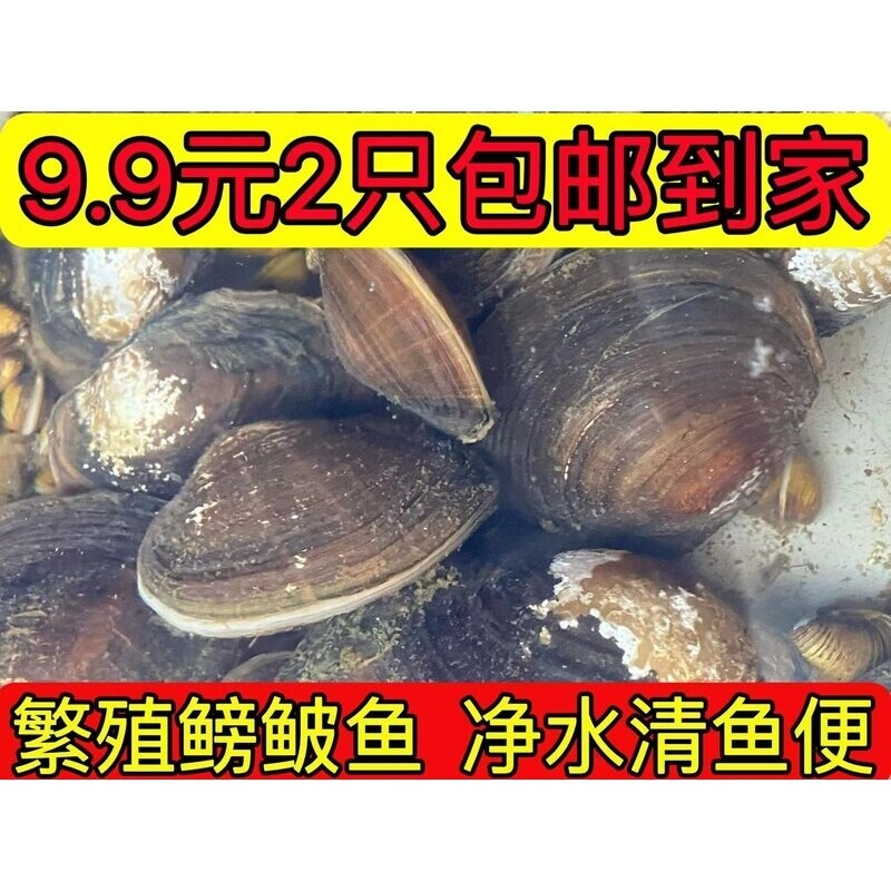 河蚌鱼缸净水工具 淡水冷水 鳑鲏鱼繁殖专用 活体 观赏贝壳类