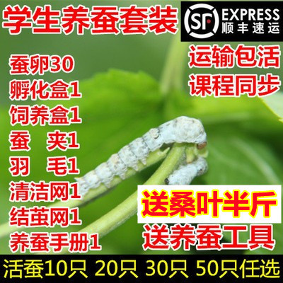 蚕宝宝活体幼虫蚕子蚕卵蚕种嫩桑叶新鲜春蚕七彩白色学生养蚕套装