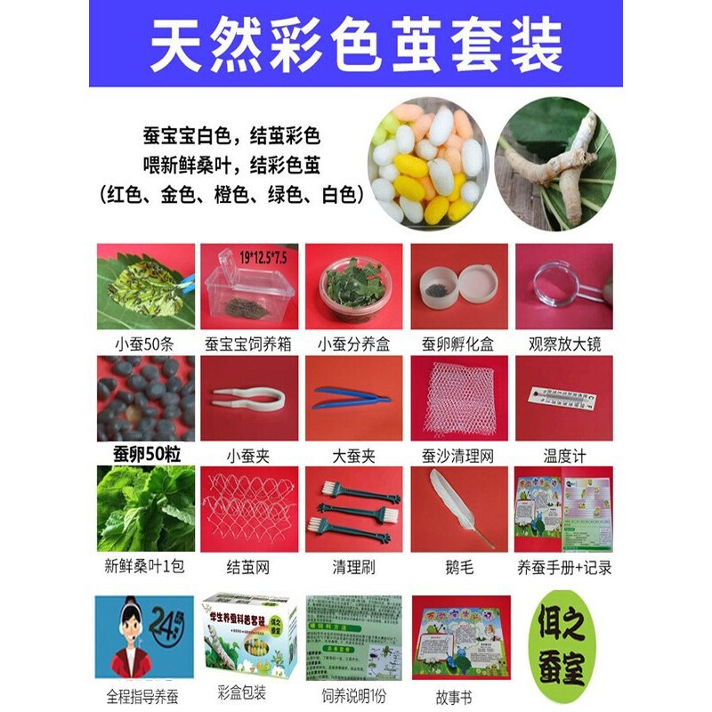 蚕宝宝学生养蚕套装七彩蚕金丝蚕 春蚕卵蚕幼虫彩色丝蚕新鲜桑叶