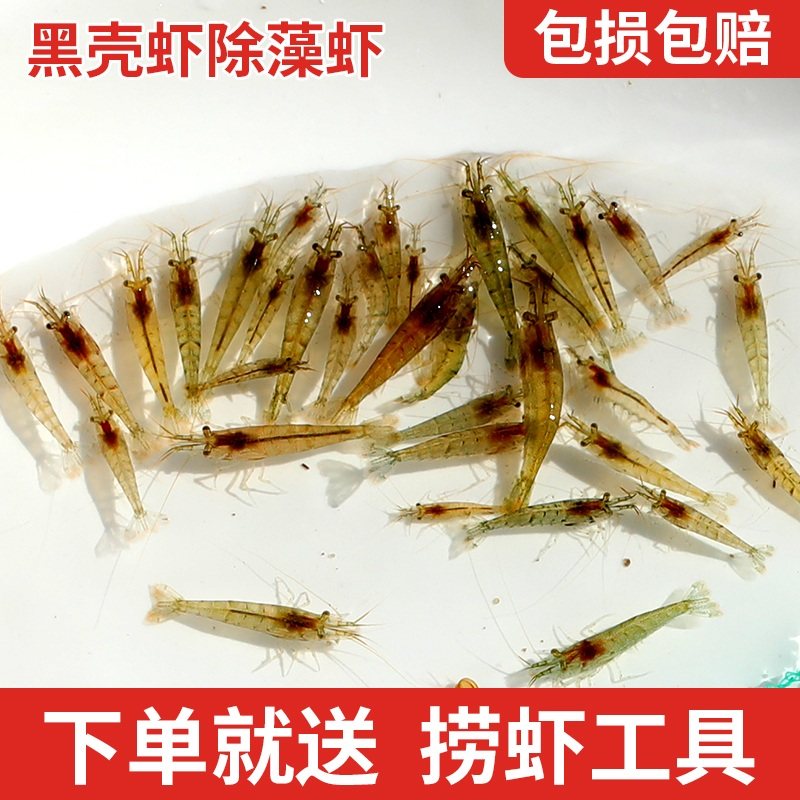 淮安黑壳虾水族箱除藻虾观赏虾清洁虾活体饲料工具虾大眼贼造景虾