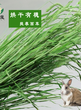25烘干提摩西草干草有穗岷县北提兔子龙猫荷兰猪兔粮兔饲料磨牙草