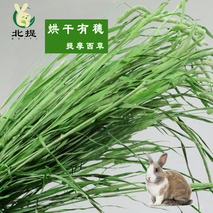 25烘干提摩西草干草有穗岷县北提兔子龙猫荷兰猪兔粮兔饲料磨牙草
